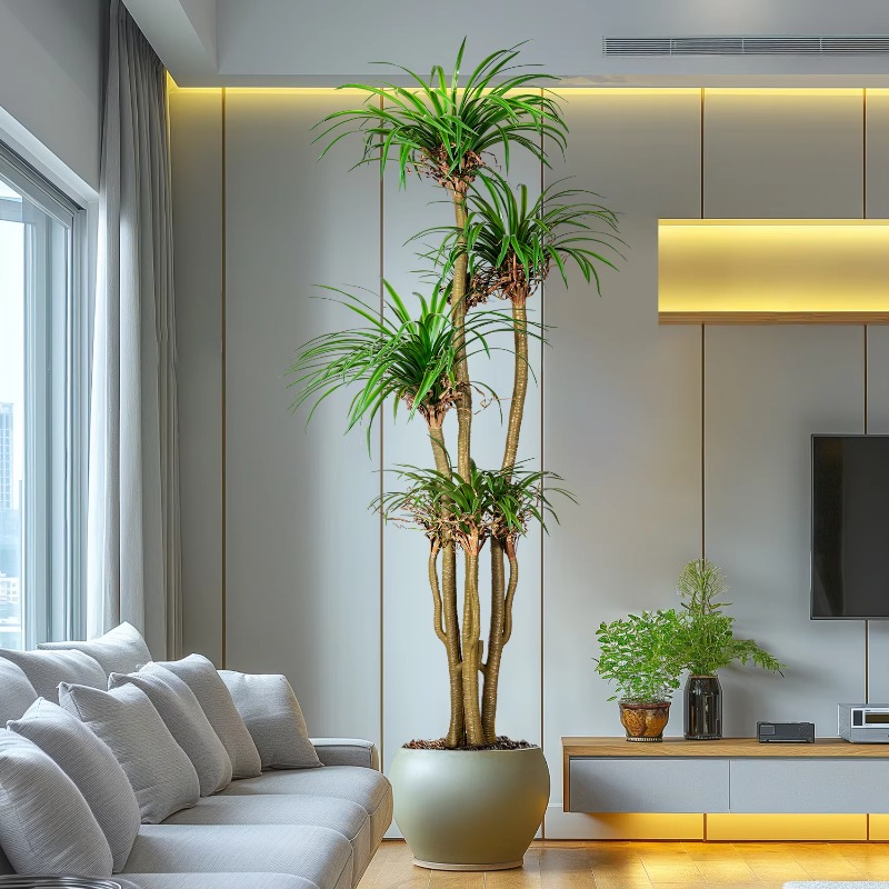 Indoor/Outdoor Home Tree Simul - đánh giá và giá Dracaena Marginata