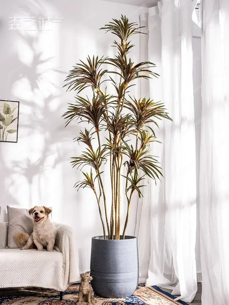 Simulation Dracaena Dracaena M - đánh giá và giá Dracaena Marginata