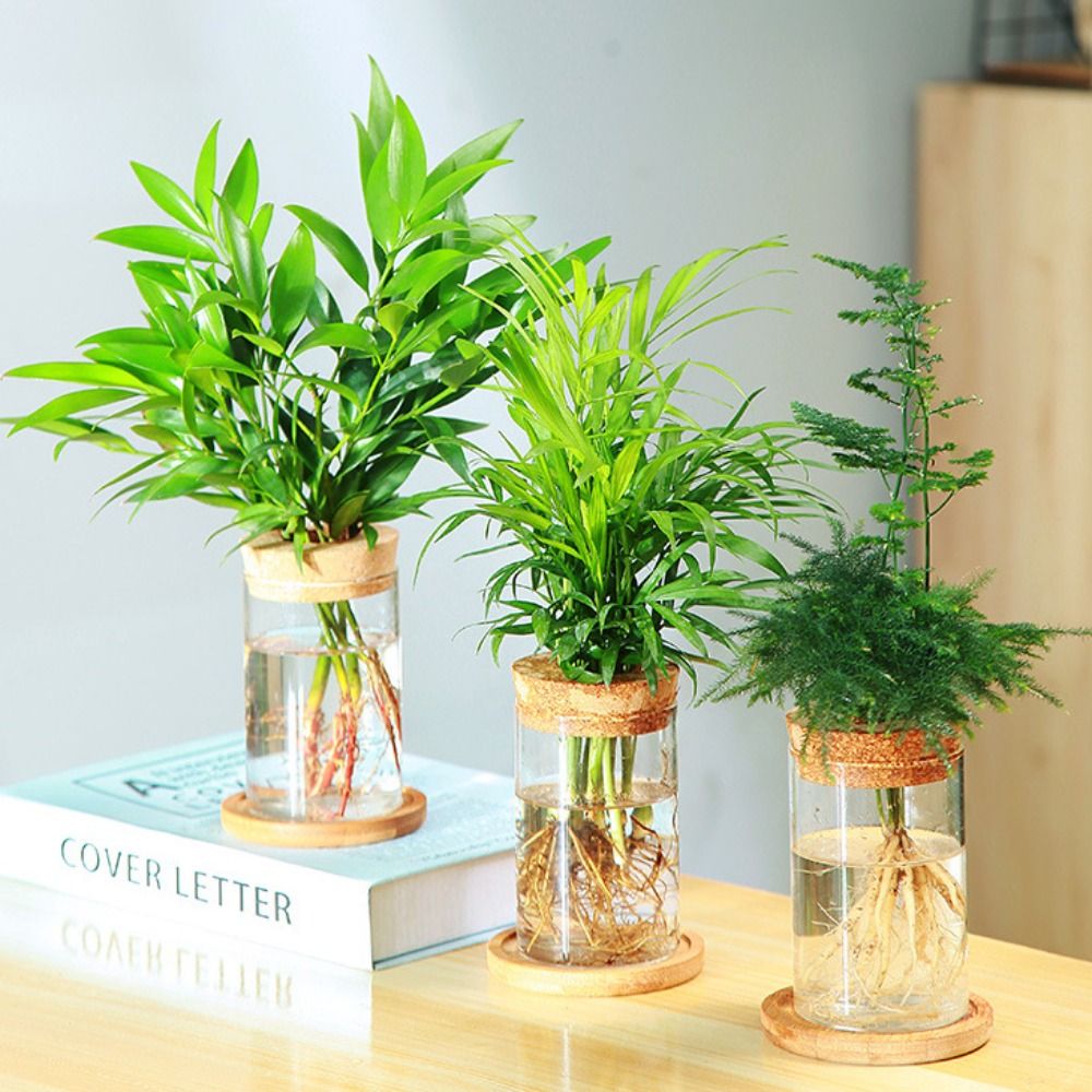 Transparent Hydroponic Flower  - đánh giá và giá Aloe Vera Pot