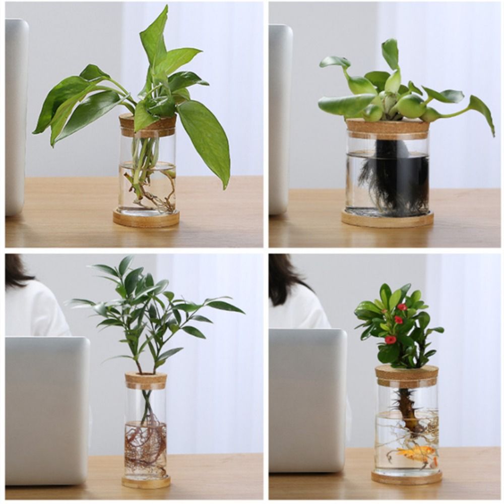 Transparent Hydroponic Flower  - đánh giá và giá Aloe Vera Pot