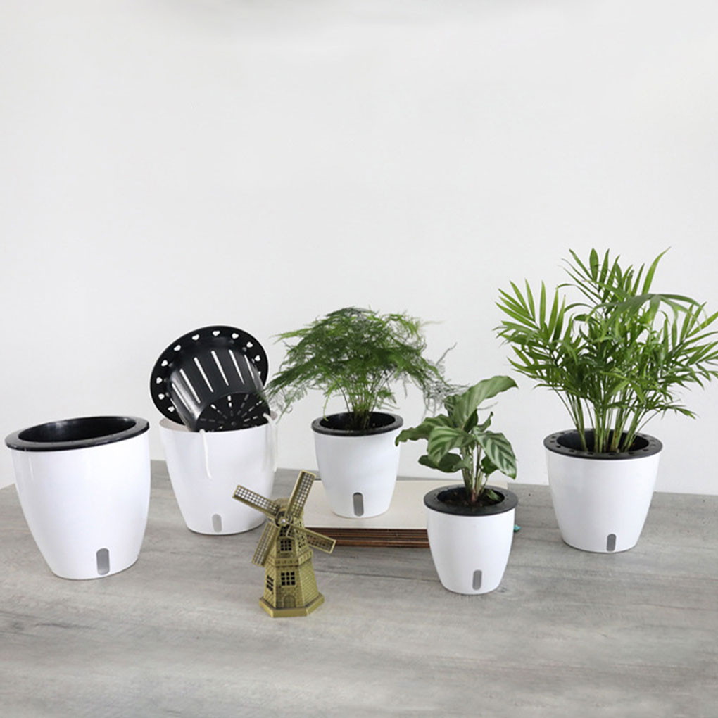 White Portable And Eco-friendl - đánh giá và giá Aloe Vera Pot