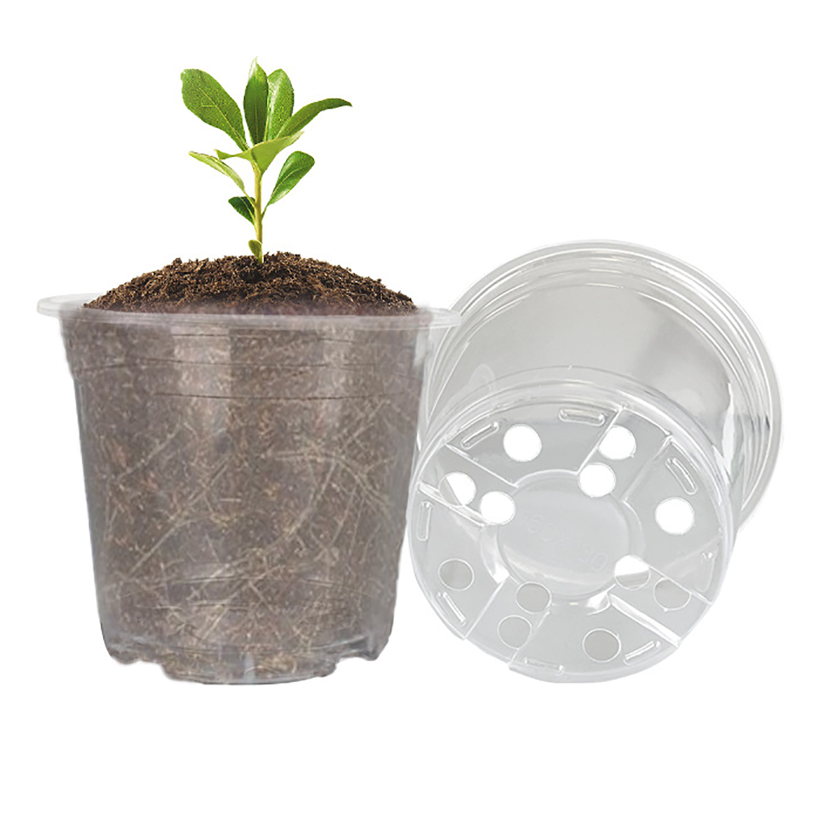 5Pcs 6/7.6/10/13/15cm Clear Ro - đánh giá và giá Aloe Vera Pot