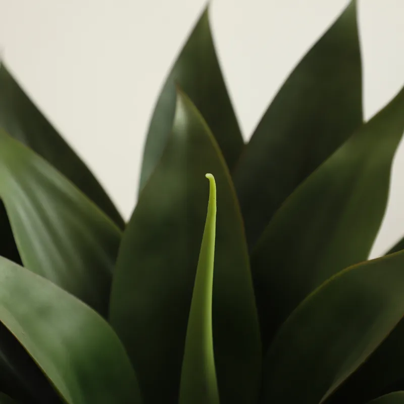 Artificial Potted Aloe Vera Pl - đánh giá và giá Aloe Vera Pot